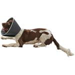 Buster Límec ochranný pěnový Foam Collar 20cm 1ks