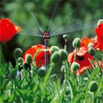 Gardena 1396-29 Micro-Drip-System 6-doskový rozprašovací postrekovač
