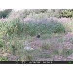 OXE Gepard II + 32GB SD karta zdarma